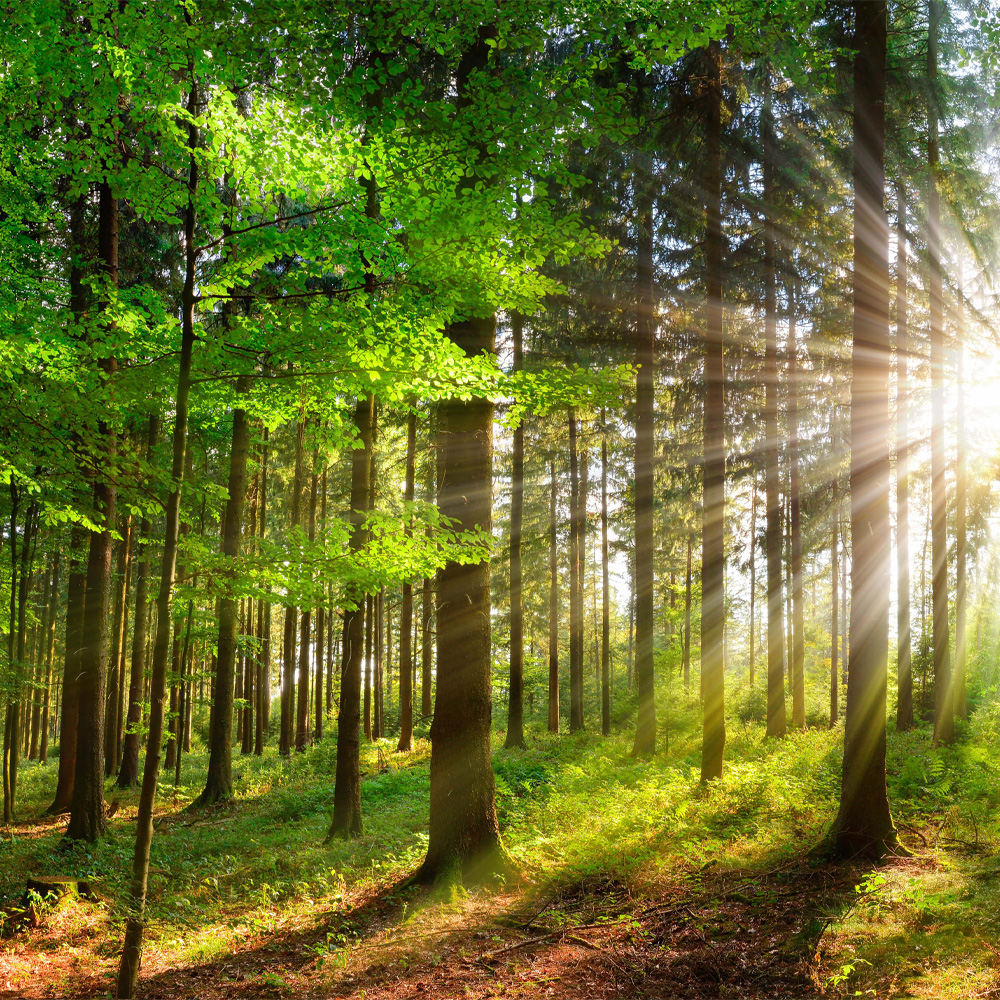 Sonnenstrahlen in einem grünen Wald